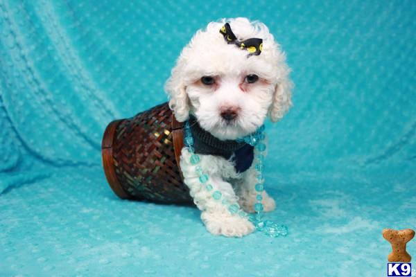 lvpuppyheaven Picture 3